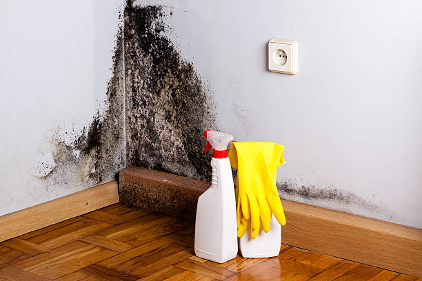 Reliable Greensburg, LA Mold Remediation Solutions